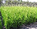 Thuja occidentalis 'Brabant'